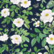 Rosa Wallpaper • Floral Wallpaper •Navy • Swatch